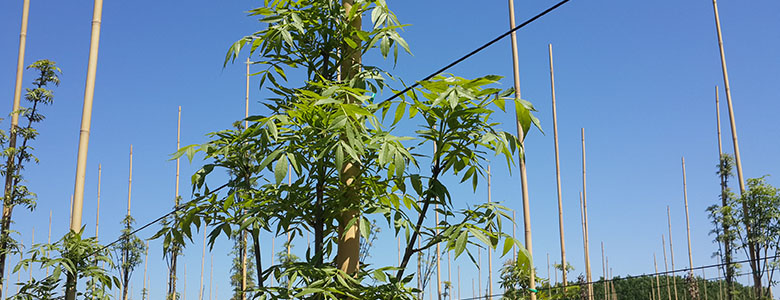 Fraxinus Angustifolia – Dişbudak