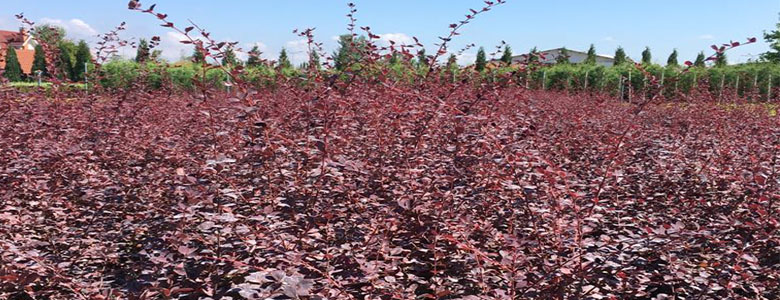 (Turkish) Berberis thunbergii -Boylu Berberis