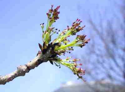 Fraxinus exelsior-Adi Dişbudak