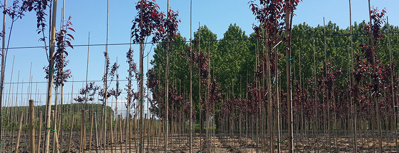 (Turkish) Prunus Cerasifera Pissardii Nigra-Kırmızı Yapraklı Süs Eriği