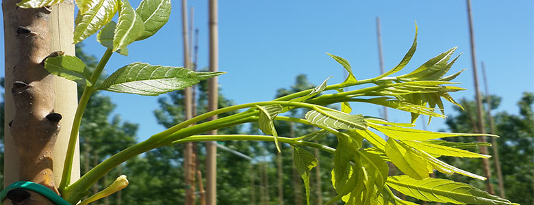 (Turkish) Fraxinus Excelsior ‘Jaspidea’-Sarı Gövdeli Dişbudak