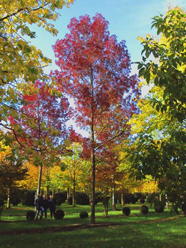 Fraxinus Angustifolia "Raywood" - Kırmızı Döken Dişbudak