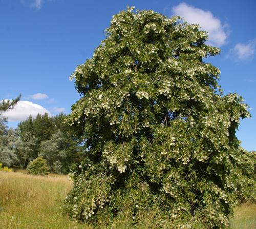 Tilia Petiolaris