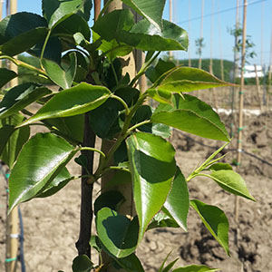 Pyrus calleryana chanticleer-Süs Armudu